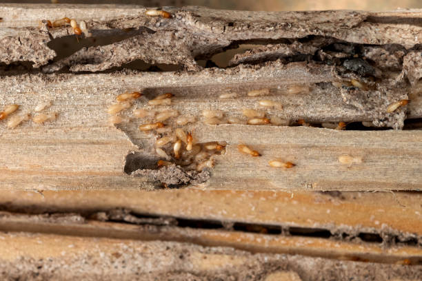 Wasp Removal Services in Mount Pleasant, NC